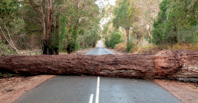 ΗΠΑ: Ομογενής σώθηκε ως εκ θαύματος μετά από πτώση δέντρου στο αυτοκίνητό της (βίντεο)