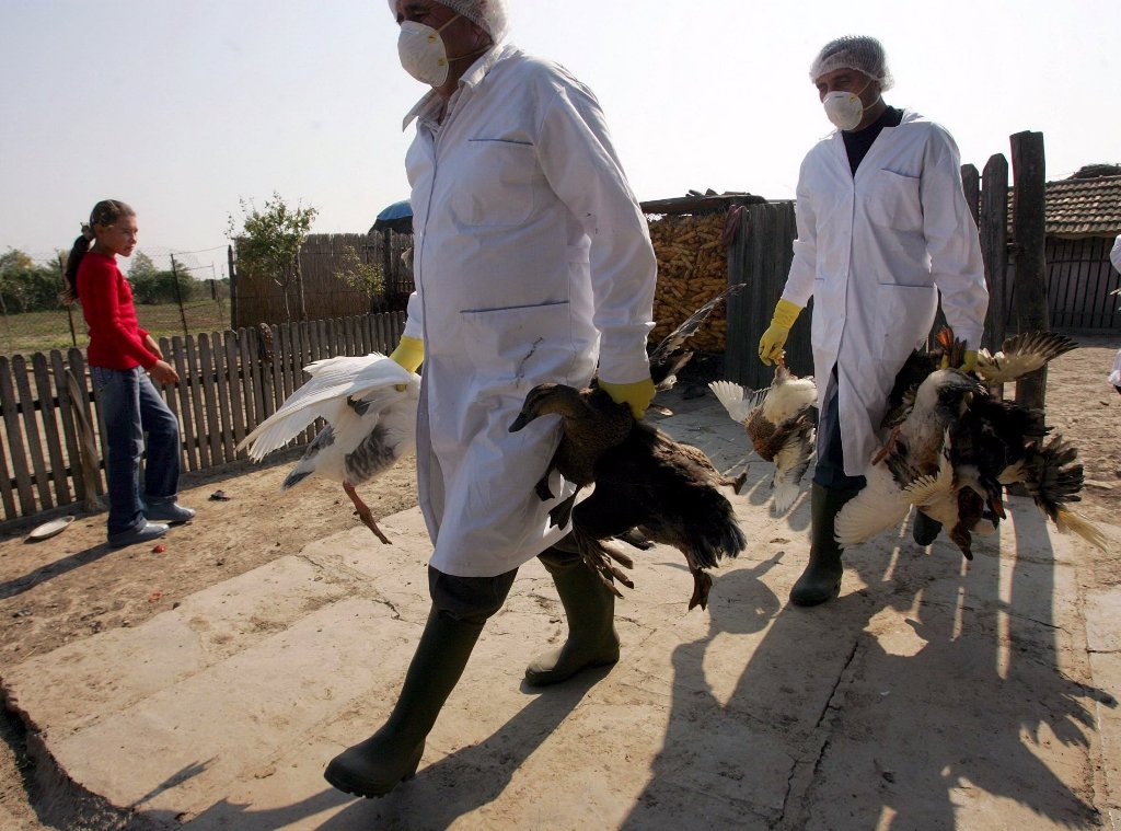 Περιφέρεια Κ. Μακεδονίας: Αυξάνονται τα μέτρα βιοασφάλειας για τη γρίπη των πτηνών