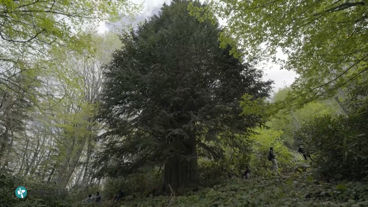 Ένα από τα αρχαιότερα δέντρα του κόσμου βρίσκεται στον Πόντο και είναι 4.000 ετών! (φωτό, βίντεο)