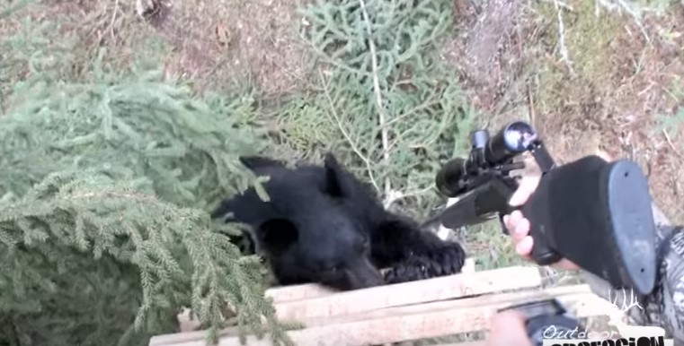 Σκέφτηκε να πάει για κυνήγι αρκούδας από ψηλά… (βίντεο)