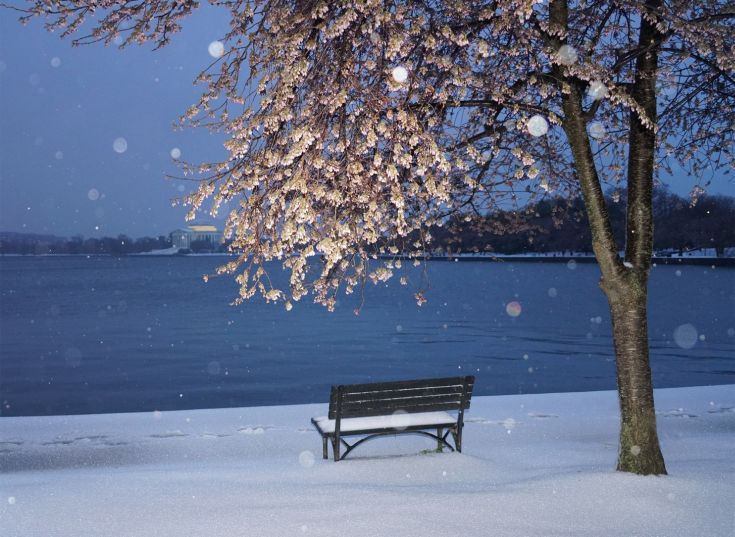 Οι διάσημες κερασιές «νίκησαν» τον σφοδρό χιονιά που έπληξε την Ουάσιγκτον (φωτό)