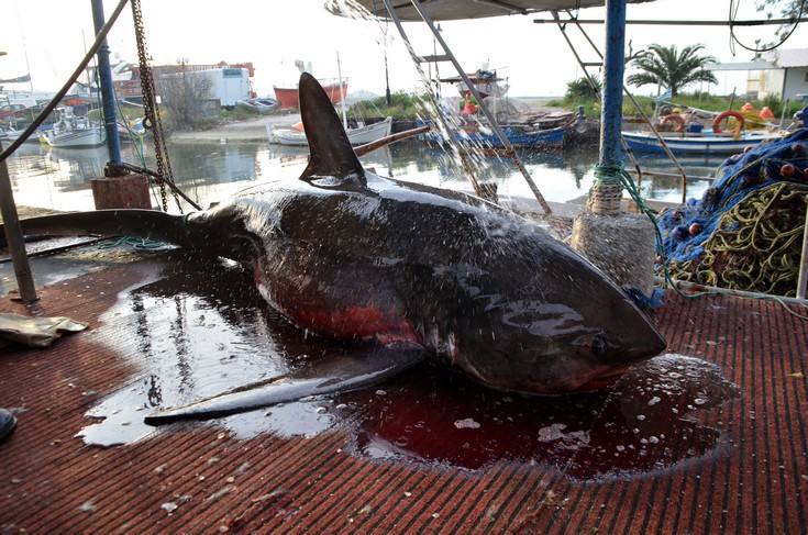 Νέα Κίος: Καρχαρίας τεσσάρων μέτρων από έμπειρο ψαρά (φωτό)