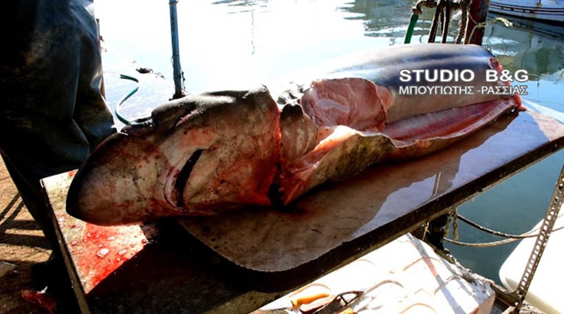 Και δεύτερος καρχαρίας πιάστηκε στην Αργολίδα εντός δύο ημερών! (φωτό, βίντεο)
