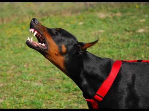 Βίντεο: Τα καλύτερα σκυλιά φύλακες