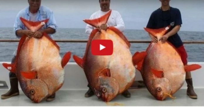 Τα 13 πιο τρελά αλιεύματα ωκεανών που είδατε ποτέ! (βίντεο)
