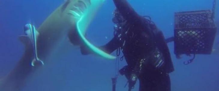 Βίντεο: Καρχαρίας “ζητά” βοήθεια από δύτη για να του αφαιρέσει το αγκίστρι!