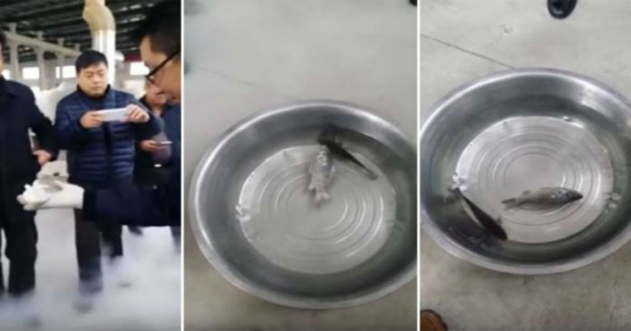 Κατεψυγμένο ψάρι επανέρχεται στη ζωή μέσα σε δευτερόλεπτα! (βίντεο)