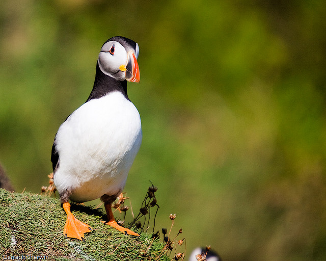 Perierga.gr - Εξωτικά θαλασσοπούλια του βορρά