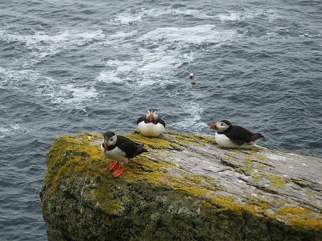 Perierga.gr - Εξωτικά θαλασσοπούλια του βορρά