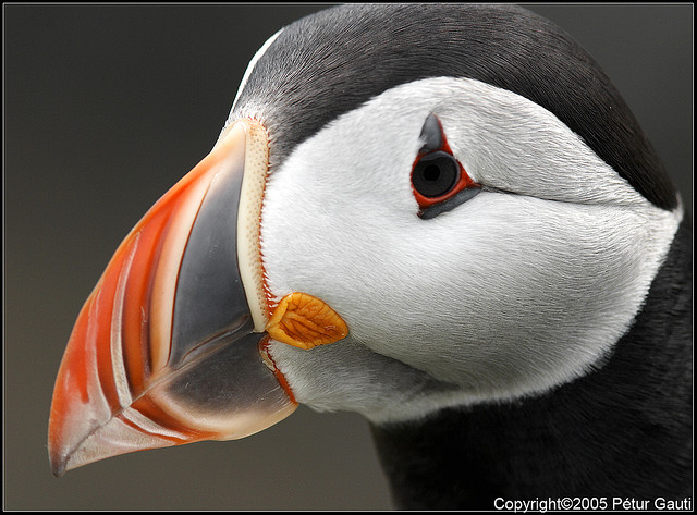 Perierga.gr - Εξωτικά θαλασσοπούλια του βορρά