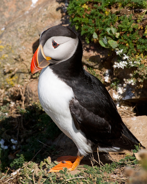Perierga.gr - Εξωτικά θαλασσοπούλια του βορρά
