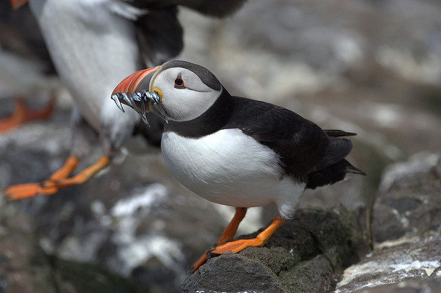 Perierga.gr - Εξωτικά θαλασσοπούλια του βορρά