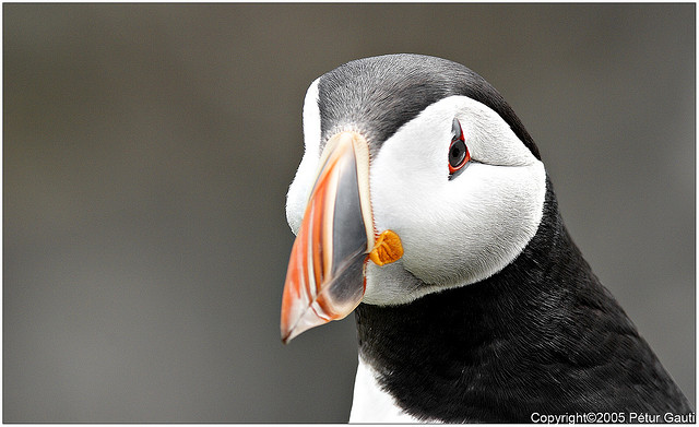 Perierga.gr - Εξωτικά θαλασσοπούλια του βορρά