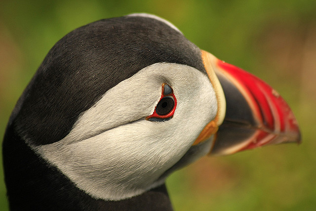 Perierga.gr - Εξωτικά θαλασσοπούλια του βορρά