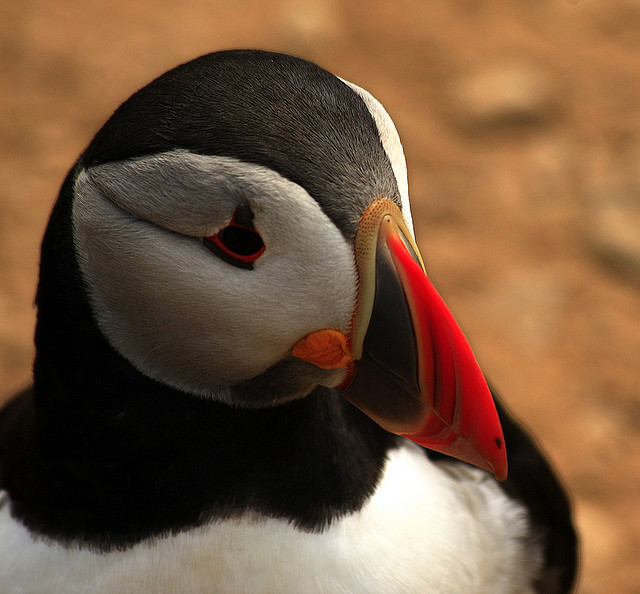 Perierga.gr - Εξωτικά θαλασσοπούλια του βορρά