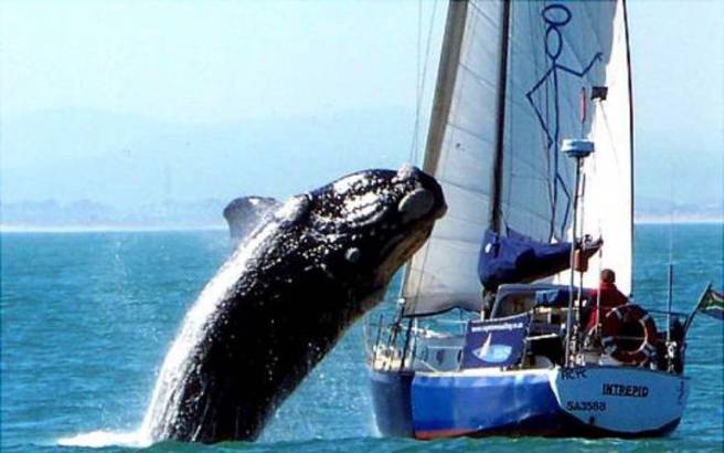 Είδε μια φάλαινα μπλεγμένη στα δίχτυα και πήδηξε 12 μέτρα για να τη σώσει. Η συνέχεια; Δείτε το βίντεο!
