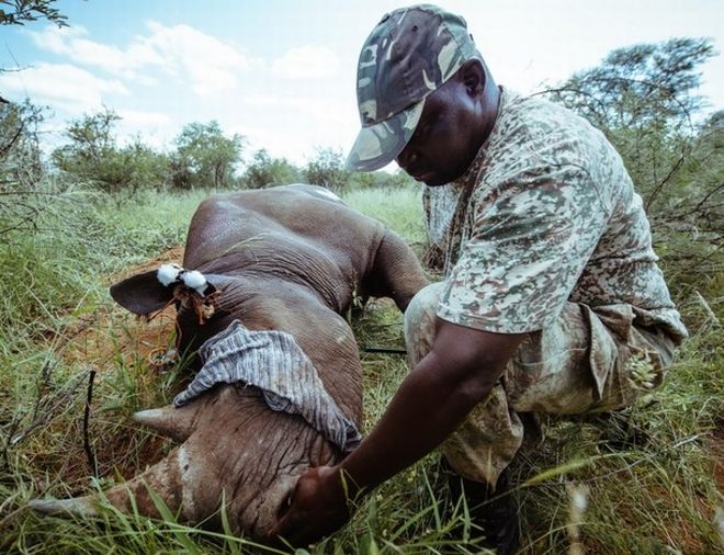 Ο ανατολικός μαύρος Ρινόκερος επιστρέφει στη Ρουάντα 10 χρόνια μετά την εξαφάνιση του είδους (φωτό)