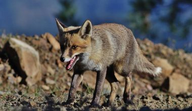 Κτηνωδία στην Κύπρο: Αλεπού βρέθηκε κρεμασμένη πάνω σε πινακίδα