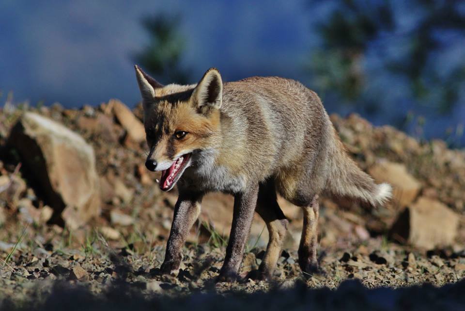Κτηνωδία στην Κύπρο: Αλεπού βρέθηκε κρεμασμένη πάνω σε πινακίδα