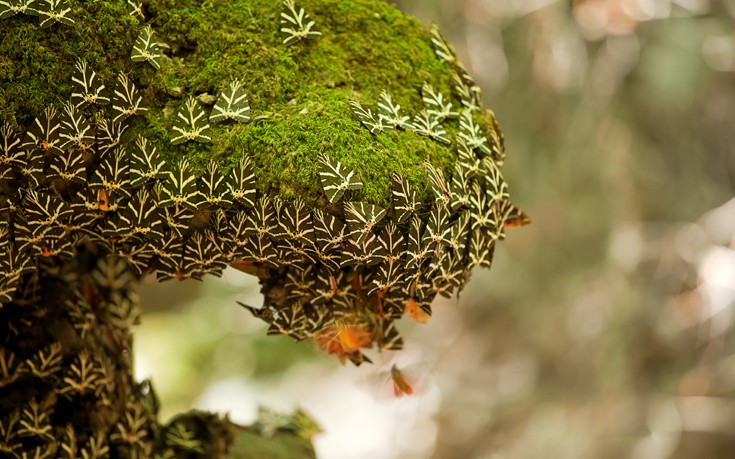 ΚΟΙΛΑΔΑ ΠΕΤΑΛΟΥΔΕΣ ΡΟΔΟΣ