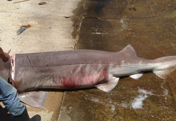 Έπιασαν καρχαρία «σαπουνά» 3 μέτρων στην Ιθάκη (φωτό)