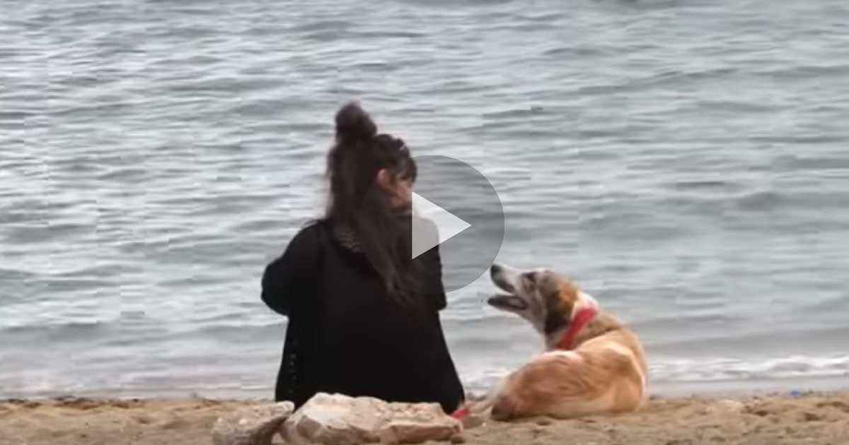 Τουρίστρια πλησιάζει έναν αδέσποτο σκύλο σε ελληνική παραλία και τον τραβάει στο αυτοκίνητο της!- Αυτό που ακολουθεί όμως… (βίντεο)