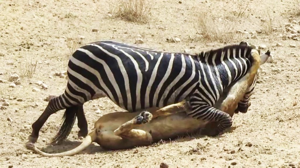 Βίντεο: Άγριες μάχες ζώων με στόχο την επιβίωση!