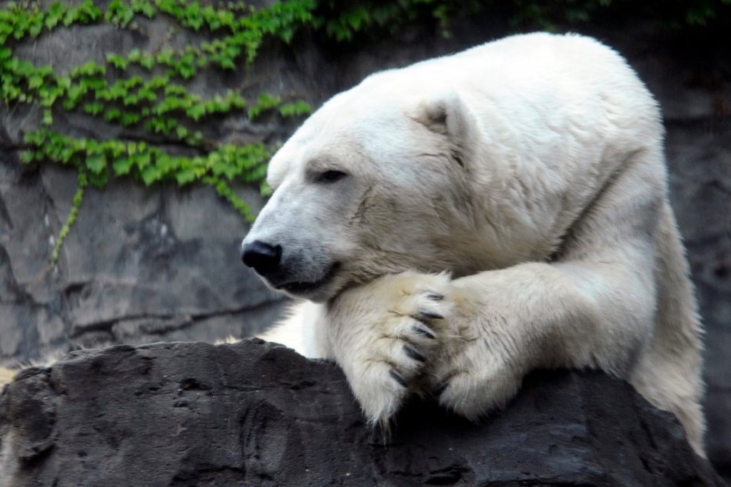 Φωτογράφος έπιασε μια πολική αρκούδα να χορεύει! (φωτό)