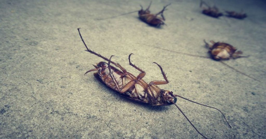Έχετε κατσαρίδες; – 7 φυσικοί τρόποι για να τις εξαφανίσετε (φωτό)