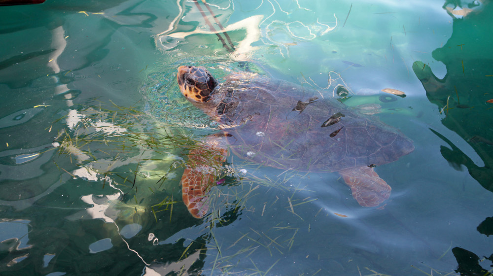 Νέα Μηχανιώνα: Απεγκλώβισαν παγιδευμένη χελώνα «Καρέτα-Καρέτα»