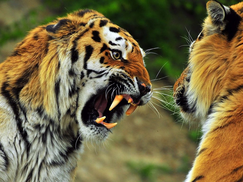Βίντεο: Πέντε άγριες μάχες ζώων στην προσπάθεια για την επιβίωση