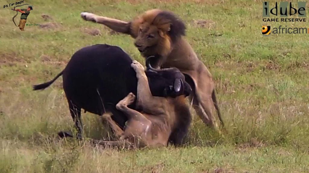 Βίντεο: Σκληρές μάχες λιονταριών με βούβαλους