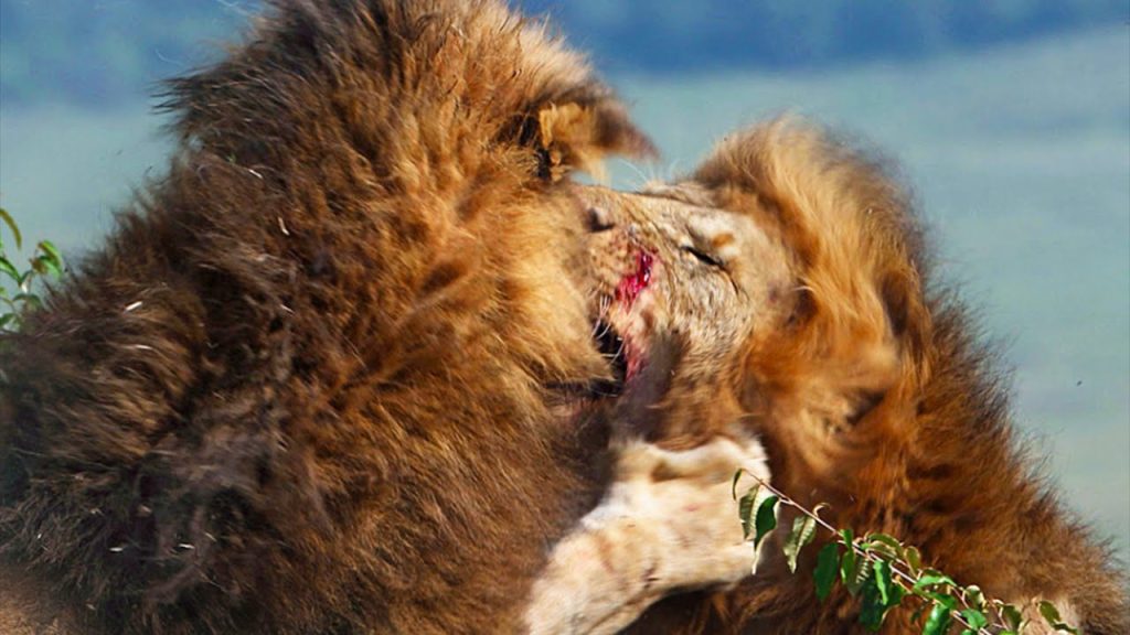 Βίντεο: Άγριες και σκληρές μάχες λιονταριών με σκοπό να επιβιώσουν