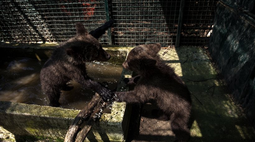 Δύο ορφανά αρκουδάκια από το Μαυροβούνιο υιοθέτησε ο «Αρκτούρος» (φωτό, βίντεο)