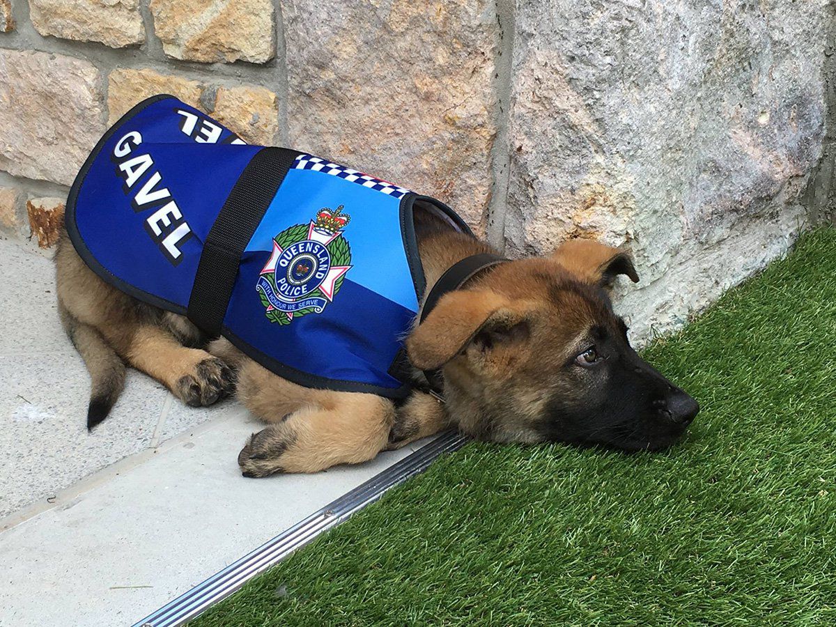Σκύλος «απολύθηκε» από την αστυνομία επειδή ήταν παιχνιδιάρης (φωτό, βίντεο)