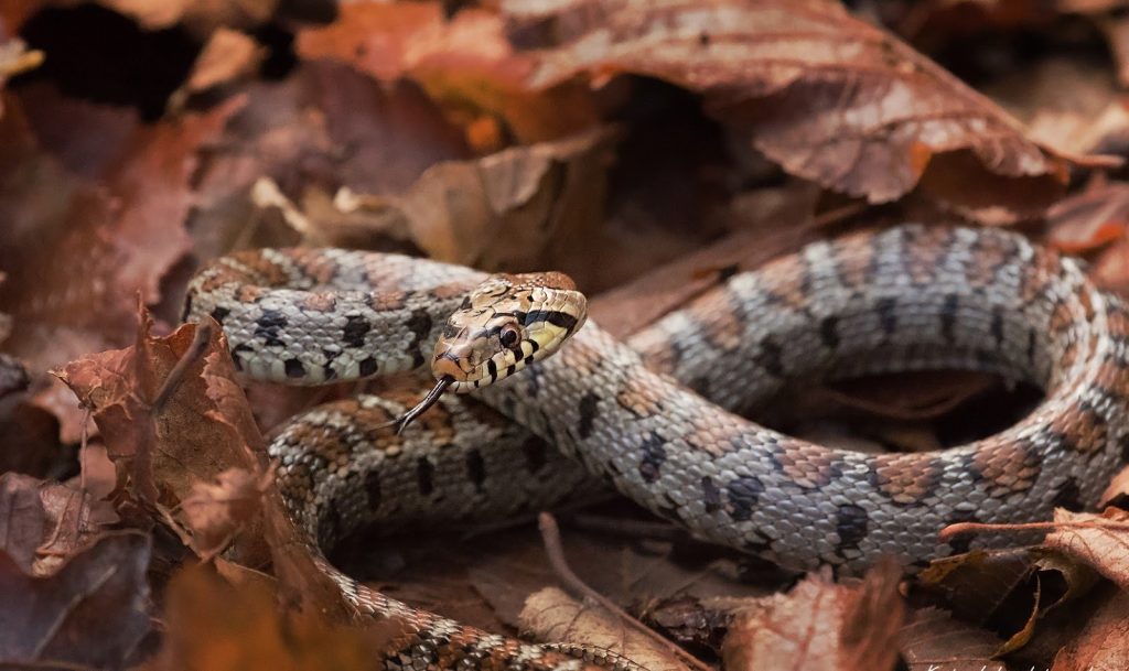 Βίντεο: Αυτά είναι τα πιο επικίνδυνα δηλητηριώδης φίδια στην Ελλάδα
