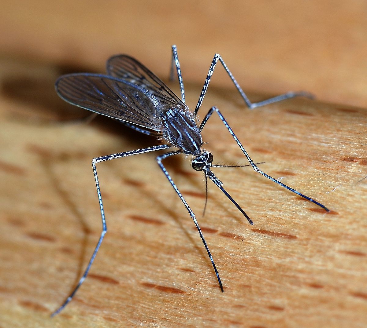 Δείτε με ποιο τρόπο τσιμπάνε τα κουνούπια και τι κάνουν στο δέρμα! (φωτό,βίντεο)
