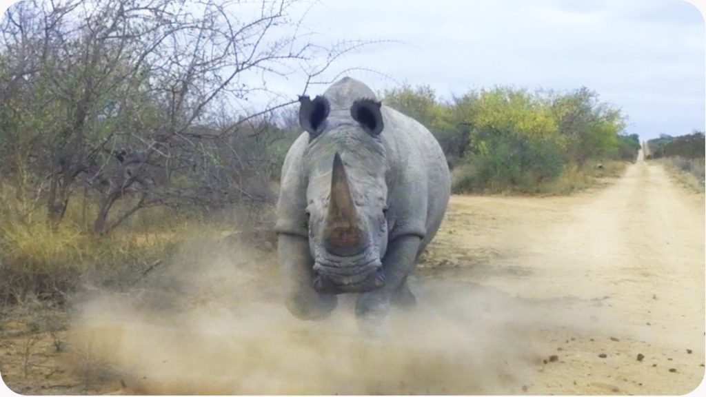 Βίντεο: Ρινόκερος κάνει κατά μέτωπο επίθεση σε ένα αμάξι