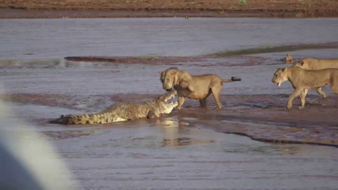 Βίντεο: Λιοντάρια κατασπαράζουν έναν κροκόδειλο σε μια άνιση μάχη