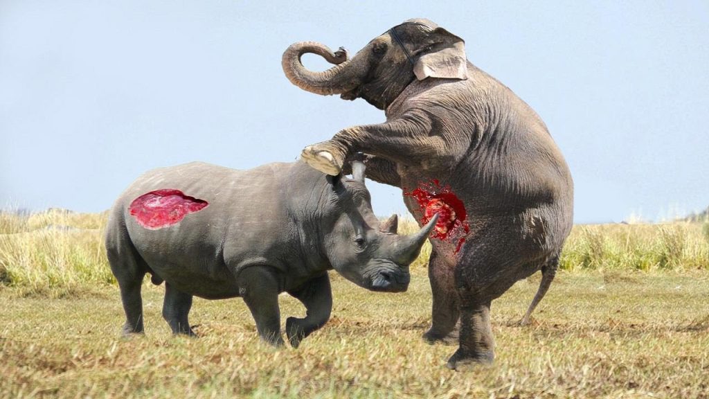 Βίντεο: Επική μονομαχία μέχρι θανάτου μεταξύ ενός ελέφαντα και ενός ρινόκερου