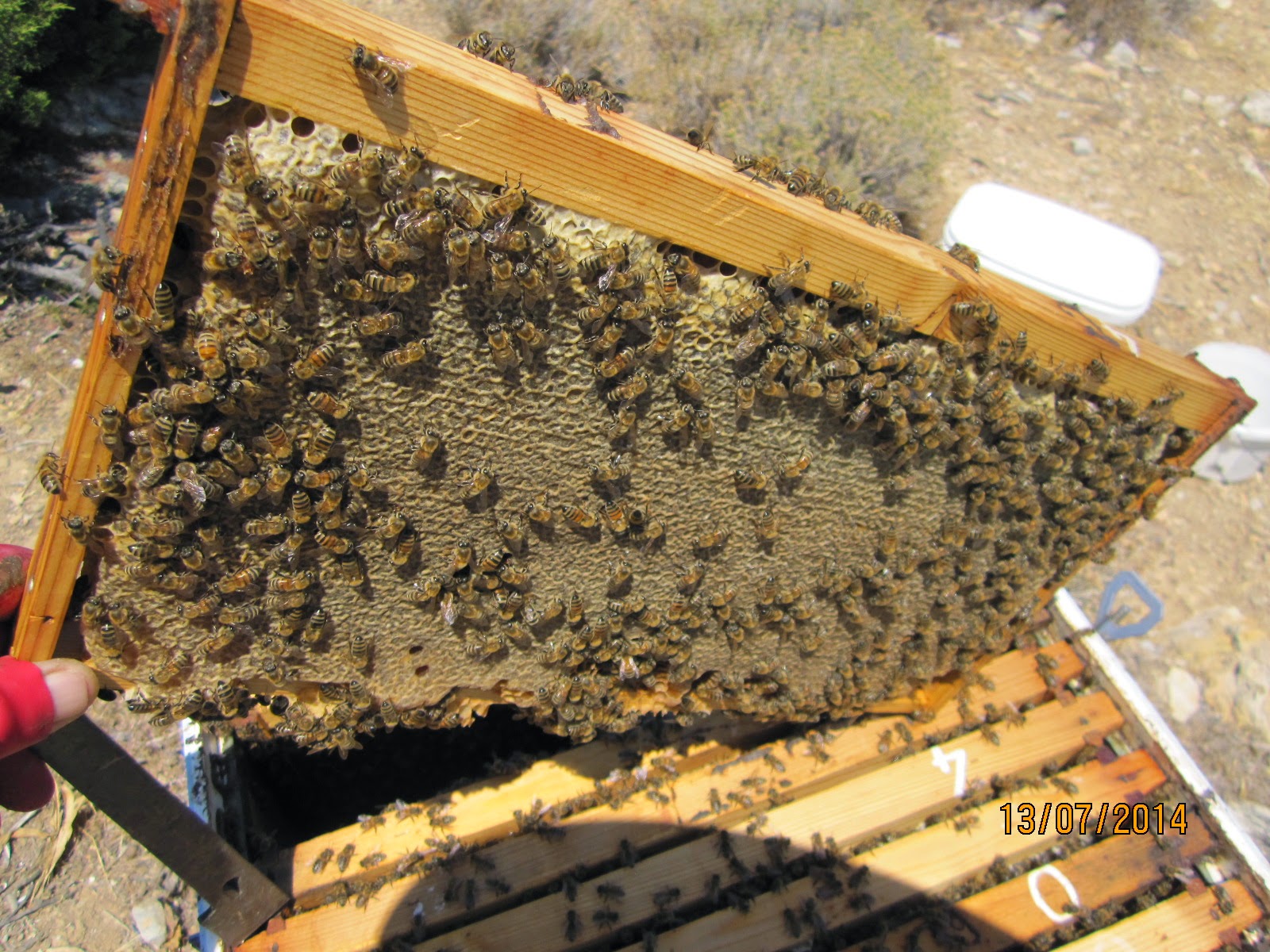 Φθιώτιδα: Χτύπησαν για τρίτη φορά οι «δολοφόνοι των μελισσών»