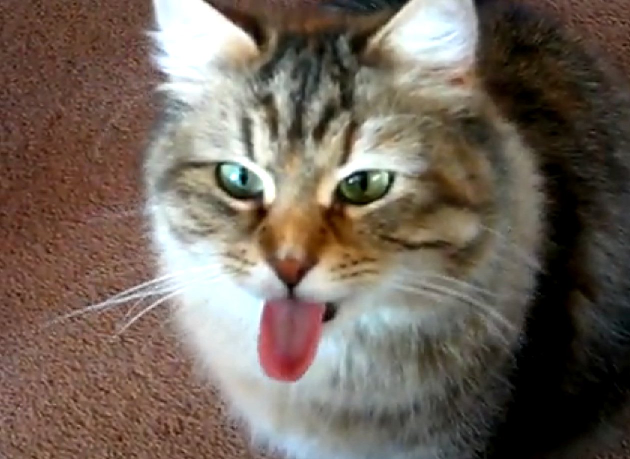 Πολύ περίεργο: Γάτα πιάστηκε να γαβγίζει… και το γύρισε αμέσως σε νιαούρισμα! (βίντεο)