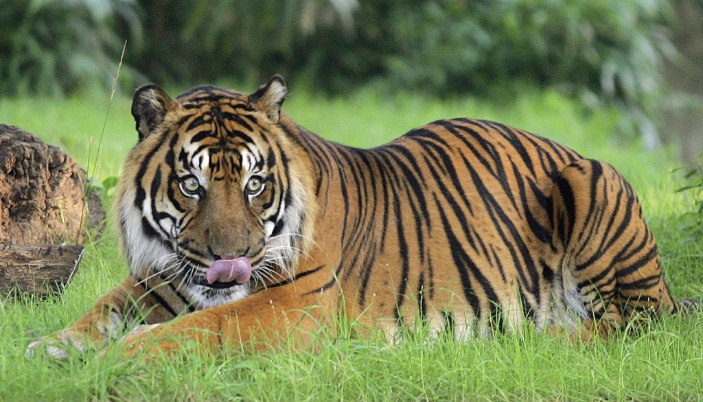 Βίντεο: Δύο τίγρεις παλεύουν μέχρι θανάτου
