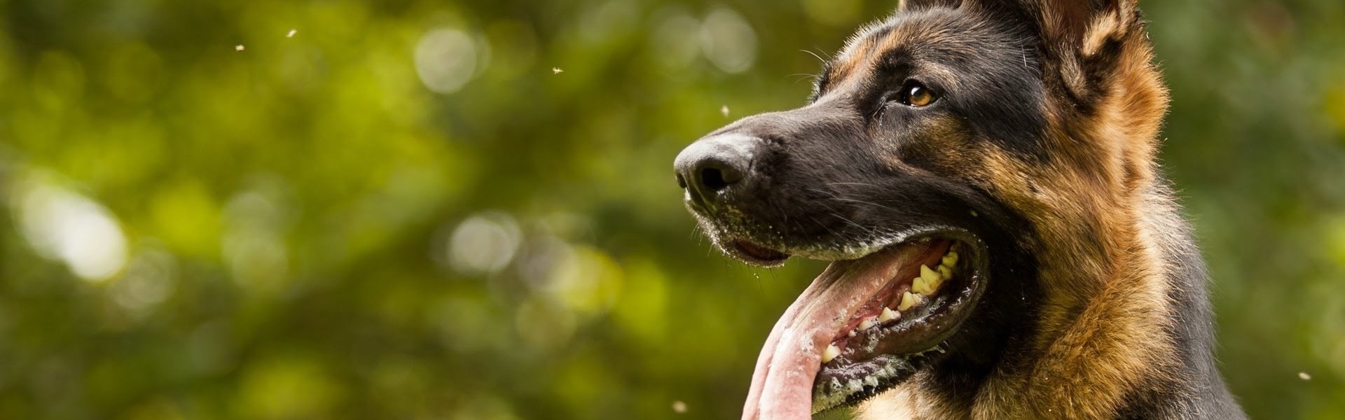 Οι 10 ράτσες σκύλων με το δυνατότερο δάγκωμα (βίντεο)