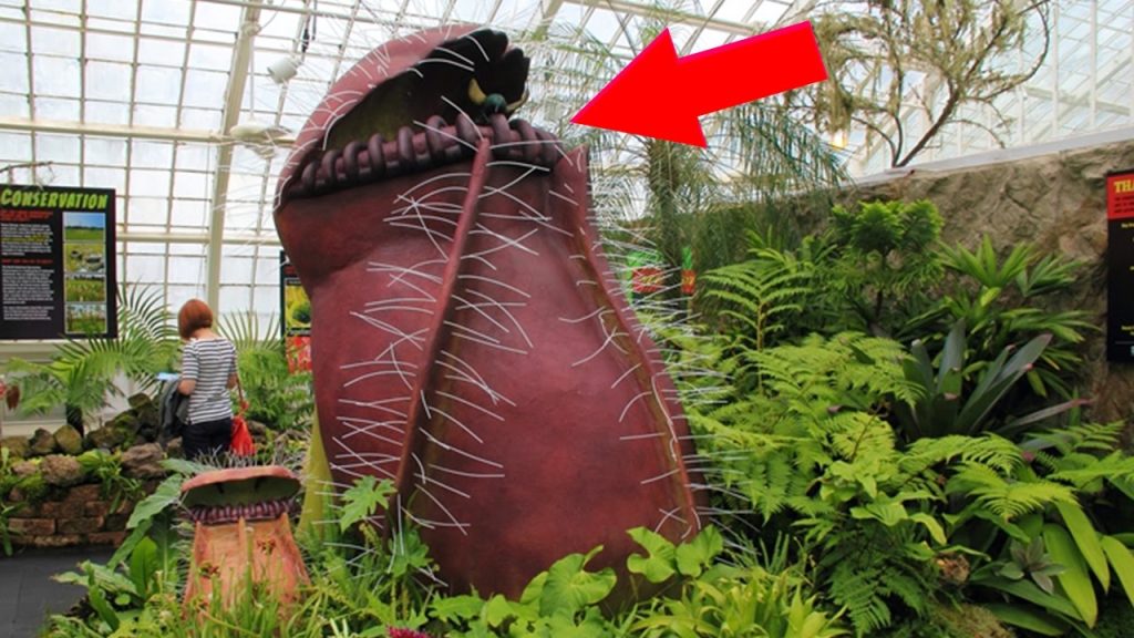 Βίντεο: Τα 5 πιο τρομακτικά σαρκοφάγα φυτά στον κόσμο