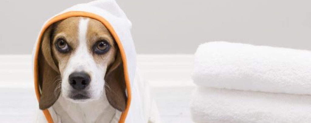 Βίντεο: Αστείες στιγμές σκύλων που δε θέλουν να κάνουν μπάνιο