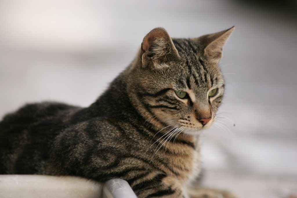 Επιστημονική έρευνα βάσει του DNA αποκαλύπτει πώς οι γάτες επιβίωσαν και εξαπλώθηκαν ως είδος