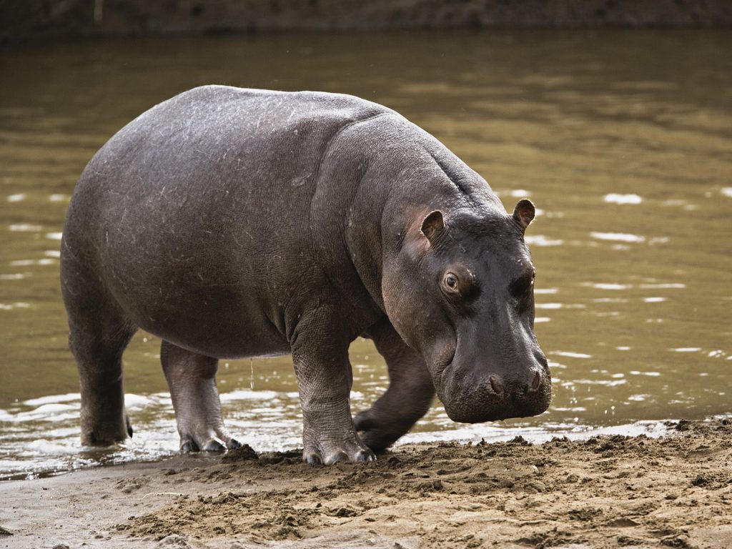 Βίντεο: Ιπποπόταμος εναντίον ρινόκερου- Ένας αγώνας για την επιβίωση!