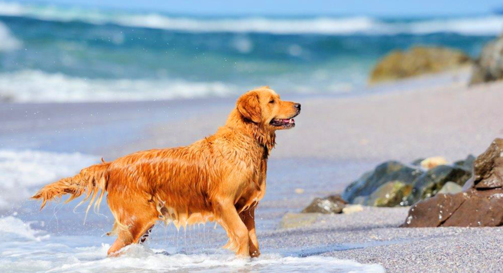 Έχετε σκύλο; Δείτε τι πρέπει να προσέξετε το καλοκαίρι!