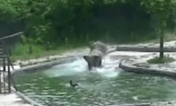 Δύο ελεφαντίνες σώζουν μικρό ελεφαντάκι από πνιγμό (βίντεο)